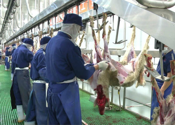 Cina Kambing Kambing Split Daging Produksi Line Slaughter Menyampaikan Jenis Pengolahan Utuh pemasok